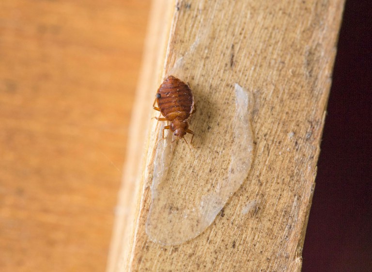 FS1251: Cost-Effective and Money-Wasting Bed Bug Control Methods (Rutgers  NJAES)