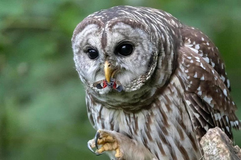 An owl eating SLF; Photo credit: Joanne Kline