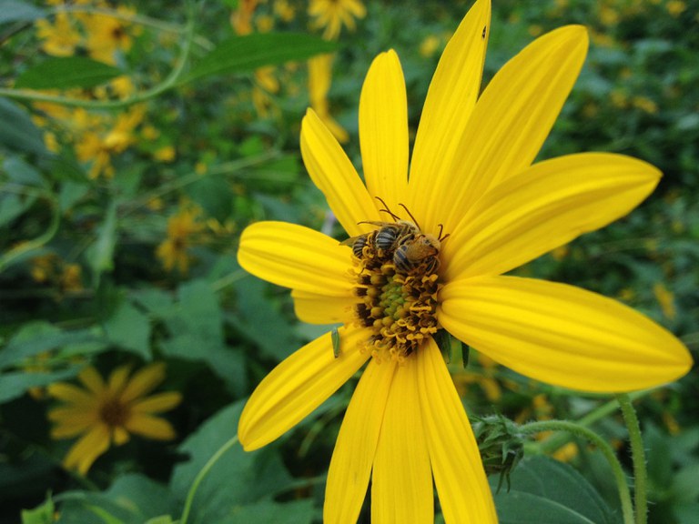 Three long-horned bees (Family Apidae, tribe Eucerini) on a sunflower (July 27, 2017, Awbury Agricultural Village, Philadelphia, PA). Photo by Shelby Kilpatrick. 