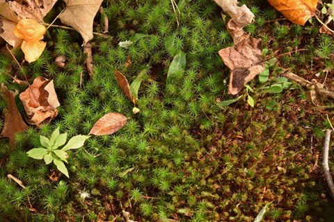 Leaving leaf litter in place, rather than raking it all up, is an easy and effective way to support insects in your own backyards