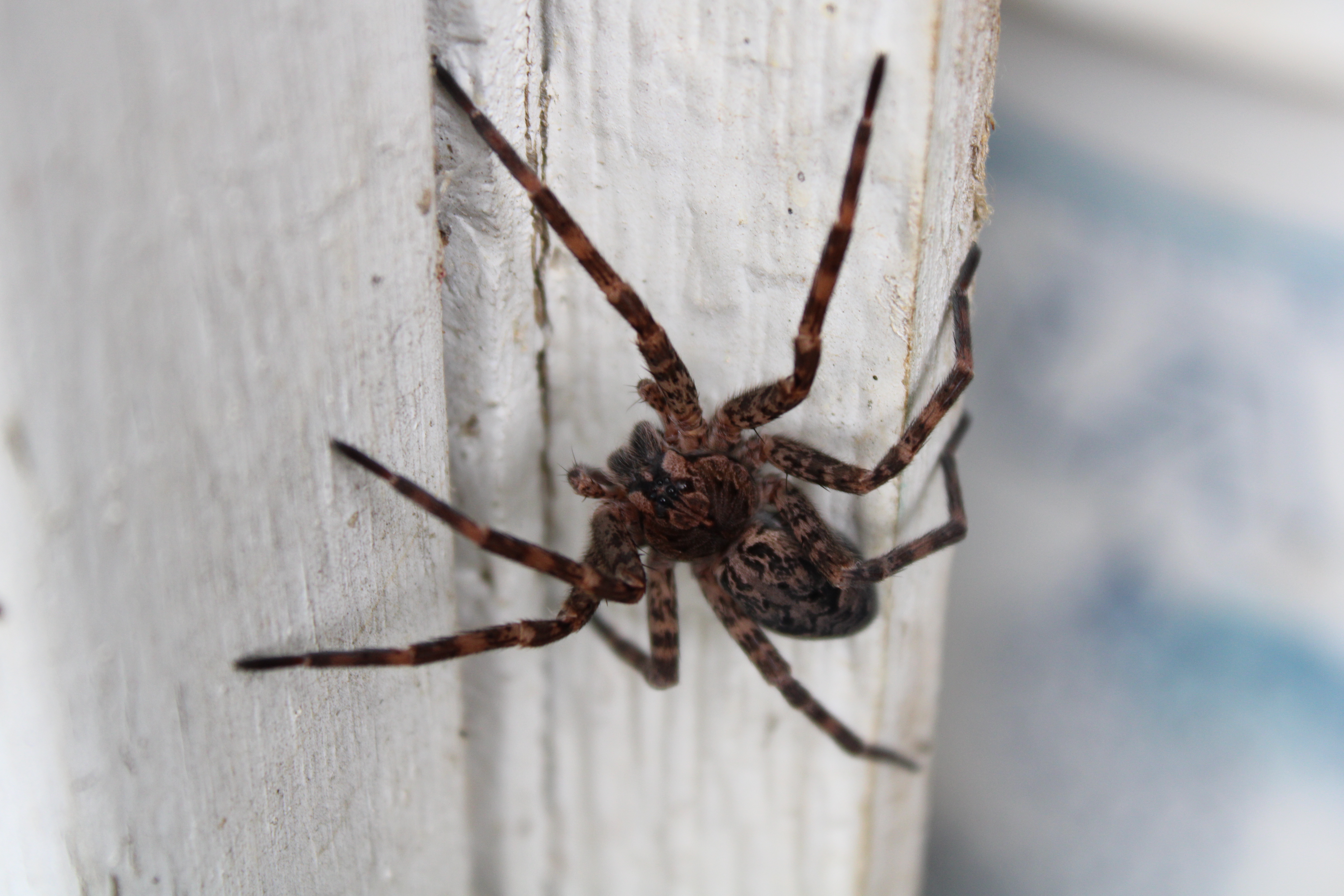 Spider Research  Department of Entomology