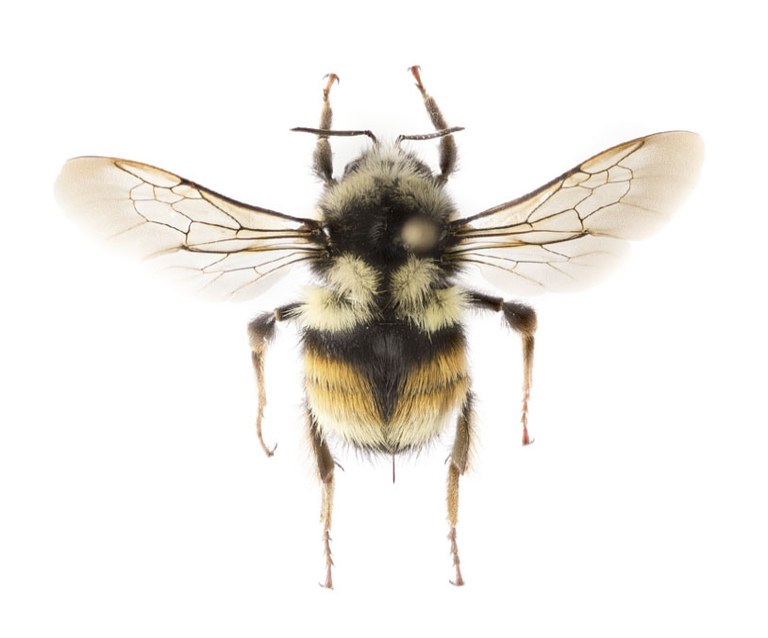 https://ento.psu.edu/news/one-of-the-most-common-north-american-bumble-bee-species-is-actually-two-species/@@images/image/large