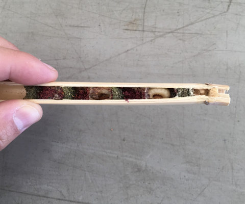 Larvae and undeveloped eggs with pollen rations are found inside a stem from the bee hotel at The Arboretum at Penn State