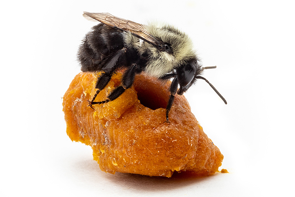 Queen bumblebees are emerging too early from hibernation •