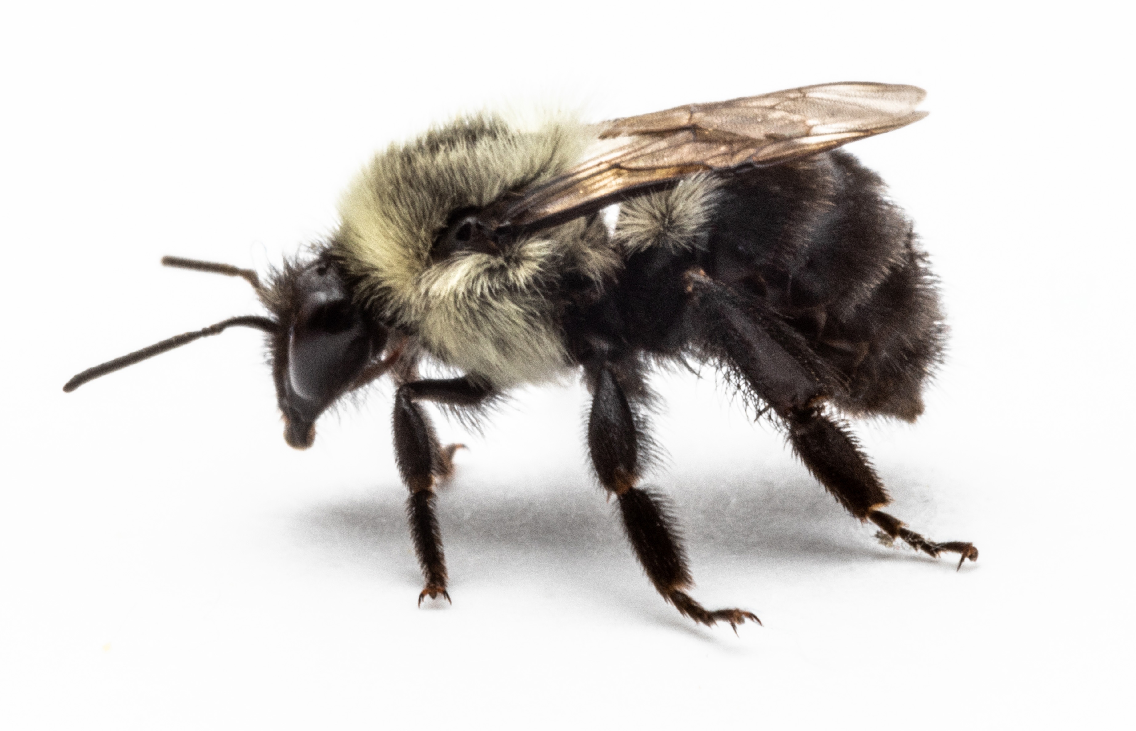 Bumble Bee Queens Searching For Nest Sites