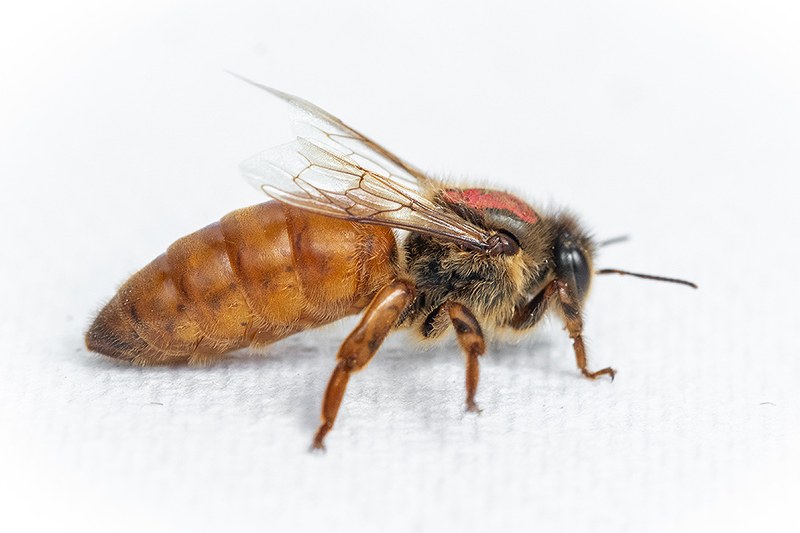 honey bee queen mating