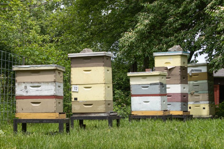 An apiary