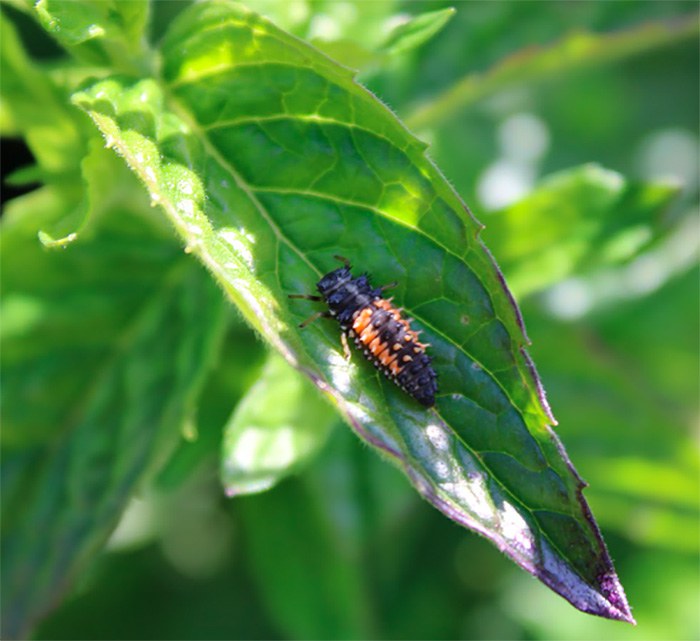 Image 1: Lady bug Larvae