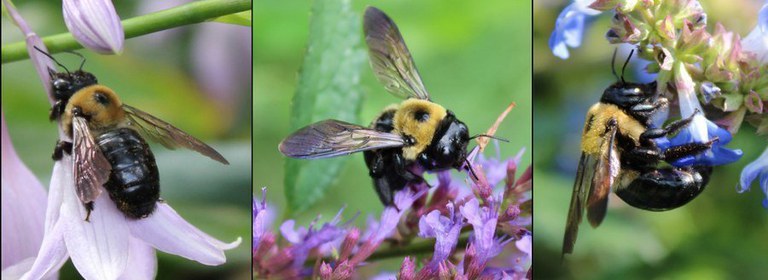 https://extension.psu.edu/the-eastern-carpenter-bee-beneficial-pollinator-or-unwelcome-houseguest