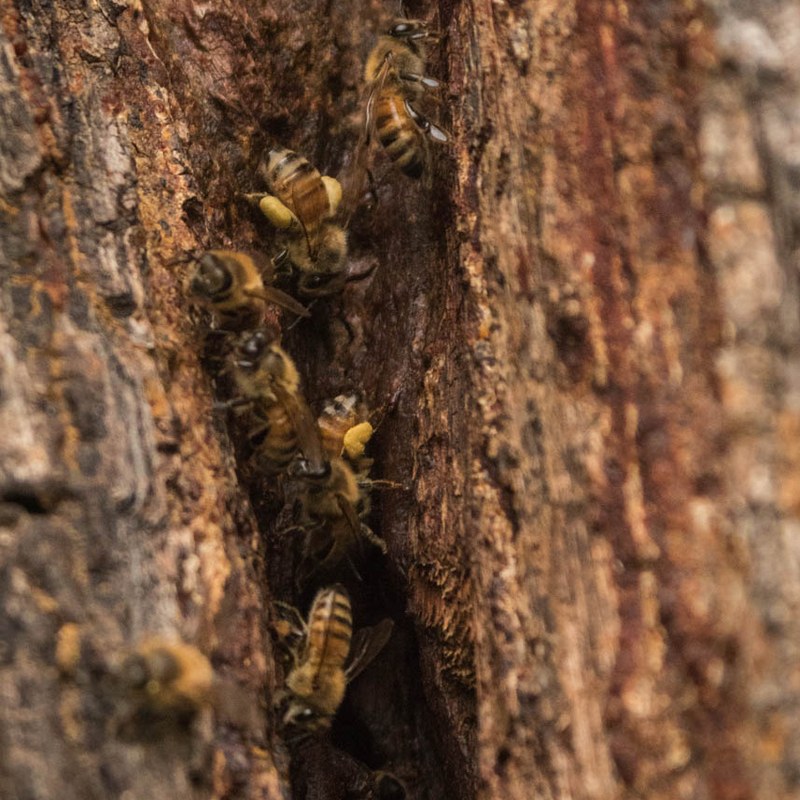 The Honey Bee: Our Friend in Danger