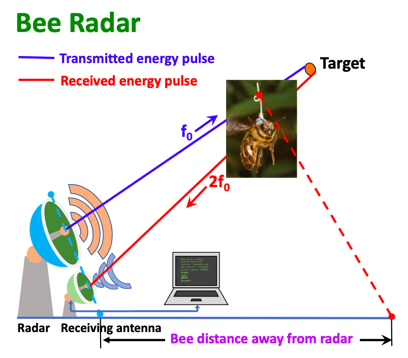 Bee Navigation: Unraveling The Mystery Of Foraging Patterns!