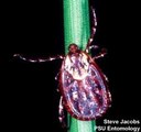 American dog tick