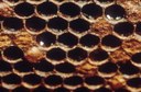 American foulbrood (scale)