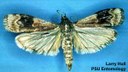 American plum borer (adult female)