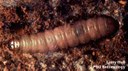 American plum borer (larva)