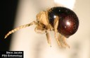 American spider beetle
