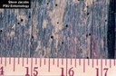 Anobiid beetle holes (Deathwatch Beetle)