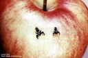 Apple maggot (adults)