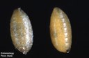 Apple maggot (pupa)