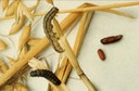 Armyworm (life stages)