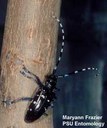 Asian longhorned beetle (adult)