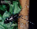 Asian longhorned beetle (adult)