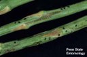 Asparagus beetle (Eggs)