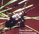 Asparagus beetle