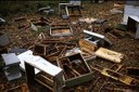Bear damage to honey bee apiary