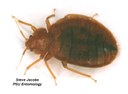 Bed bug (adult common)