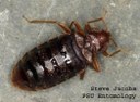 Bed bug (adult common)