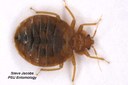 Bed bug