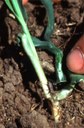 Billbug (seedling injury)
