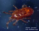 Bird mite