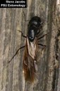Black carpenter ant