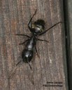 Black carpenter ant