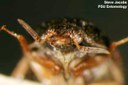 Black carpet beetle (antennae - male)