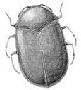 Black Carpet Beetle (drawing)