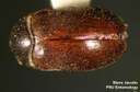 Black carpet beetle (female)