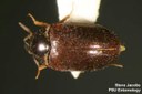 Black carpet beetle (male)