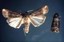 Black Cutworm (adults)
