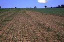 Black Cutworm (damage to alfalfa)