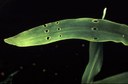 Black Cutworm (damage)
