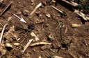 Black Cutworm (larva)