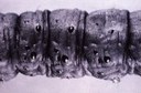Black Cutworm (larva)