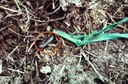 Black Cutworm (larva)