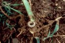 Black Cutworm (larva)