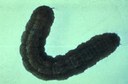 Black Cutworm (larva)