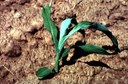 Black Cutworm (seedling damage)