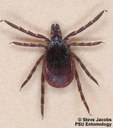 Blacklegged tick